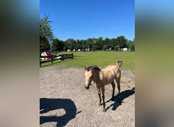 American Quarter Horse Mix, Merrie, veulen (02/2024), 151 cm, Buckskin