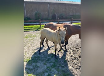 American Quarter Horse Mix, Merrie, veulen (02/2024), 151 cm, Buckskin