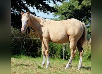 American Quarter Horse, Merrie, Veulen (04/2025), 151 cm, Palomino