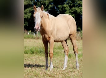 American Quarter Horse, Merrie, Veulen (04/2025), 151 cm, Palomino