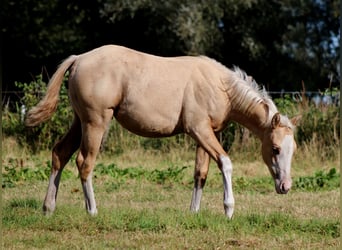 American Quarter Horse, Merrie, Veulen (04/2025), 151 cm, Palomino