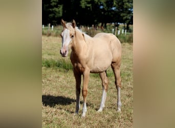 American Quarter Horse, Merrie, Veulen (04/2025), 151 cm, Palomino