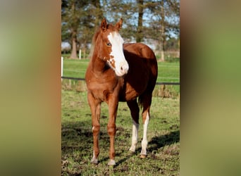 American Quarter Horse, Merrie, Veulen (03/2025), 151 cm, Vos