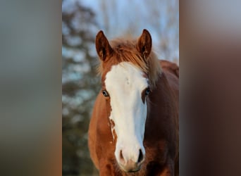 American Quarter Horse, Merrie, Veulen (03/2025), 151 cm, Vos