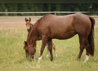 American Quarter Horse, Merrie, Veulen (04/2026), 152 cm, Bruin