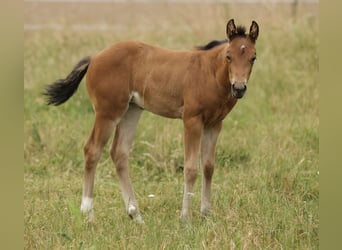 American Quarter Horse, Merrie, Veulen (04/2026), 152 cm, Bruin