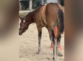 American Quarter Horse, Merrie, Veulen (05/2025), 152 cm, Bruin