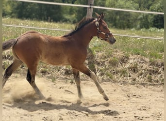 American Quarter Horse, Merrie, Veulen (05/2025), 152 cm, Bruin