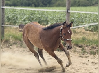 American Quarter Horse, Merrie, Veulen (05/2025), 152 cm, Bruin