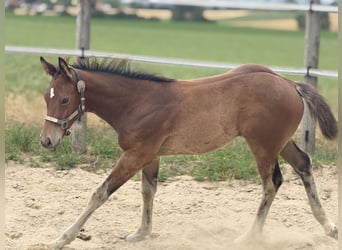 American Quarter Horse, Merrie, Veulen (05/2025), 152 cm, Bruin