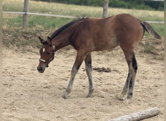 American Quarter Horse, Merrie, Veulen (05/2025), 152 cm, Bruin