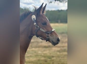 American Quarter Horse, Merrie, Veulen (05/2025), 152 cm, Bruin