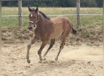 American Quarter Horse, Merrie, Veulen (05/2025), 152 cm, Bruin
