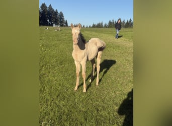 American Quarter Horse, Merrie, Veulen (04/2026), 152 cm, Champagne