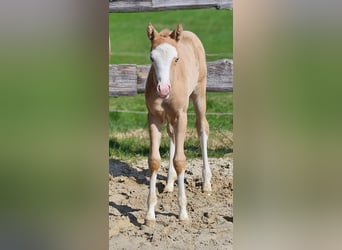American Quarter Horse, Merrie, , 152 cm, Palomino