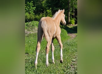 American Quarter Horse, Merrie, , 152 cm, Palomino
