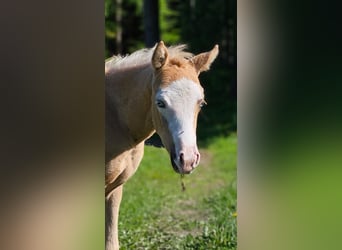 American Quarter Horse, Merrie, , 152 cm, Palomino