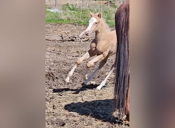 American Quarter Horse, Merrie, , 152 cm, Palomino
