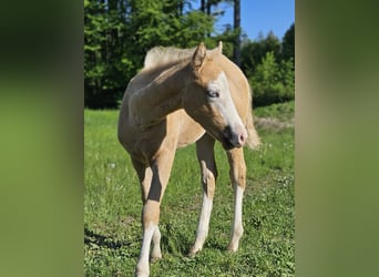 American Quarter Horse, Merrie, , 152 cm, Palomino