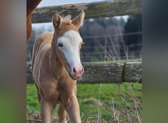 American Quarter Horse, Merrie, , 152 cm, Palomino