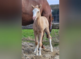 American Quarter Horse, Merrie, , 152 cm, Palomino