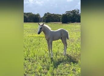 American Quarter Horse, Merrie, veulen (06/2023), 152 cm, Palomino