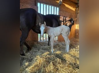 American Quarter Horse, Merrie, veulen (06/2023), 152 cm, Palomino