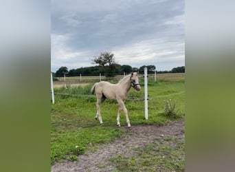 American Quarter Horse, Merrie, veulen (06/2023), 152 cm, Palomino