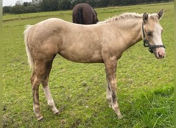 American Quarter Horse, Merrie, veulen (06/2023), 152 cm, Palomino