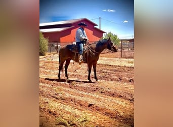 American Quarter Horse, Merrie, veulen (04/2024), 152 cm, Roodvos