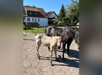 American Quarter Horse, Merrie, veulen (05/2024), 153 cm, Buckskin