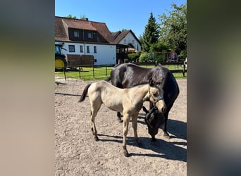 American Quarter Horse, Merrie, veulen (05/2024), 153 cm, Buckskin