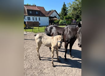 American Quarter Horse, Merrie, veulen (05/2024), 153 cm, Buckskin