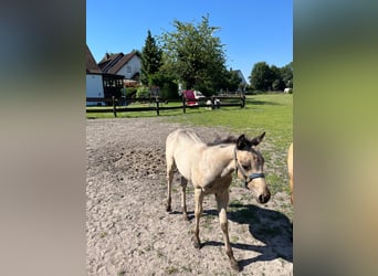 American Quarter Horse, Merrie, veulen (05/2024), 153 cm, Buckskin