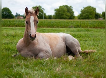 American Quarter Horse, Merrie, Veulen (04/2026), 153 cm, Palomino
