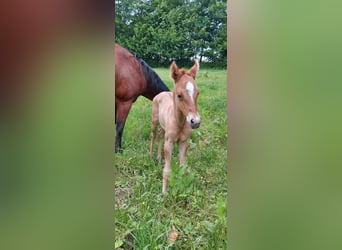 American Quarter Horse, Merrie, Veulen (06/2025), 153 cm, Red Dun