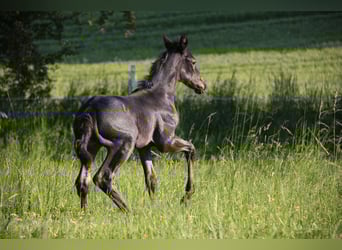 American Quarter Horse, Merrie, veulen (05/2023), 153 cm, Roan-Blue