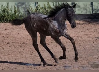 American Quarter Horse, Merrie, veulen (05/2023), 153 cm, Roan-Blue