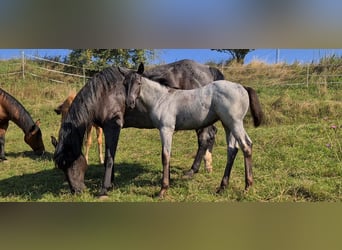 American Quarter Horse, Merrie, veulen (05/2023), 153 cm, Roan-Blue