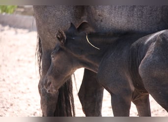 American Quarter Horse, Merrie, veulen (05/2023), 153 cm, Roan-Blue