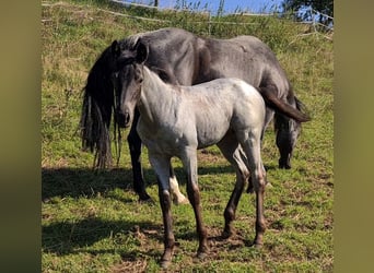 American Quarter Horse, Merrie, veulen (05/2023), 153 cm, Roan-Blue
