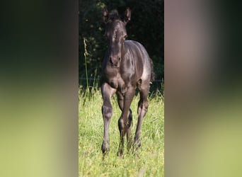 American Quarter Horse, Merrie, veulen (05/2023), 153 cm, Roan-Blue