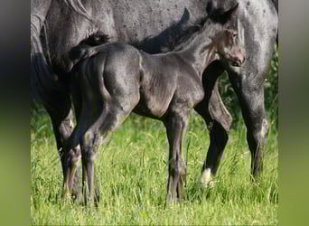 American Quarter Horse, Merrie, veulen (05/2023), 153 cm, Roan-Blue