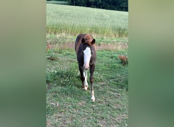 American Quarter Horse, Merrie, , 153 cm, Vos
