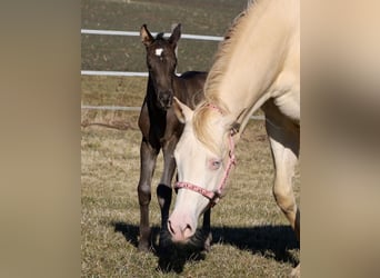 American Quarter Horse, Merrie, , 153 cm, Zwart