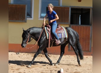 American Quarter Horse, Merrie, , 153 cm, Zwart