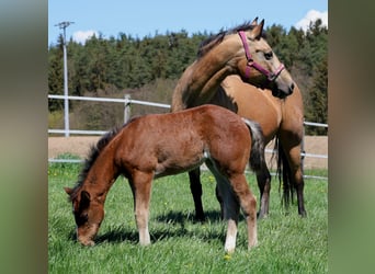 American Quarter Horse, Merrie, veulen (03/2024), 154 cm, Brauner