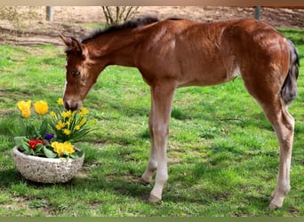 American Quarter Horse, Merrie, veulen (03/2024), 154 cm, Brauner