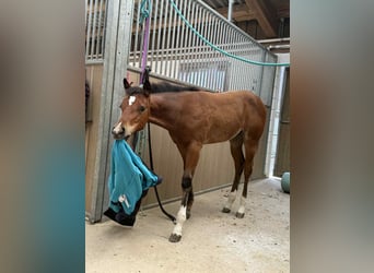 American Quarter Horse, Merrie, Veulen (04/2025), 154 cm, Bruin