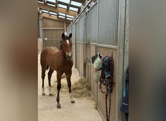 American Quarter Horse, Merrie, Veulen (04/2025), 154 cm, Bruin